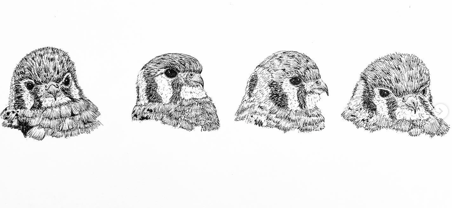 Drawing of four hawk heads in profile, showing different angles.