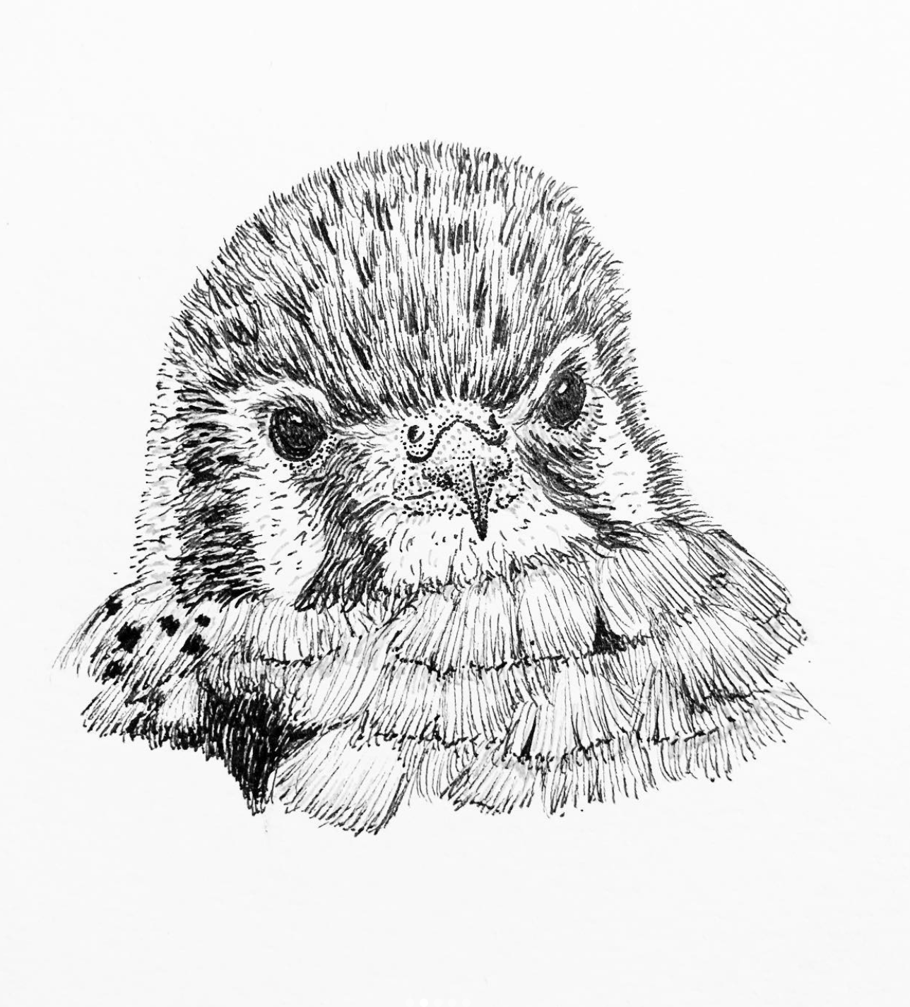 Black and white drawing of a bird's face, possibly an owl or hawk, with detailed feathers and large eyes.