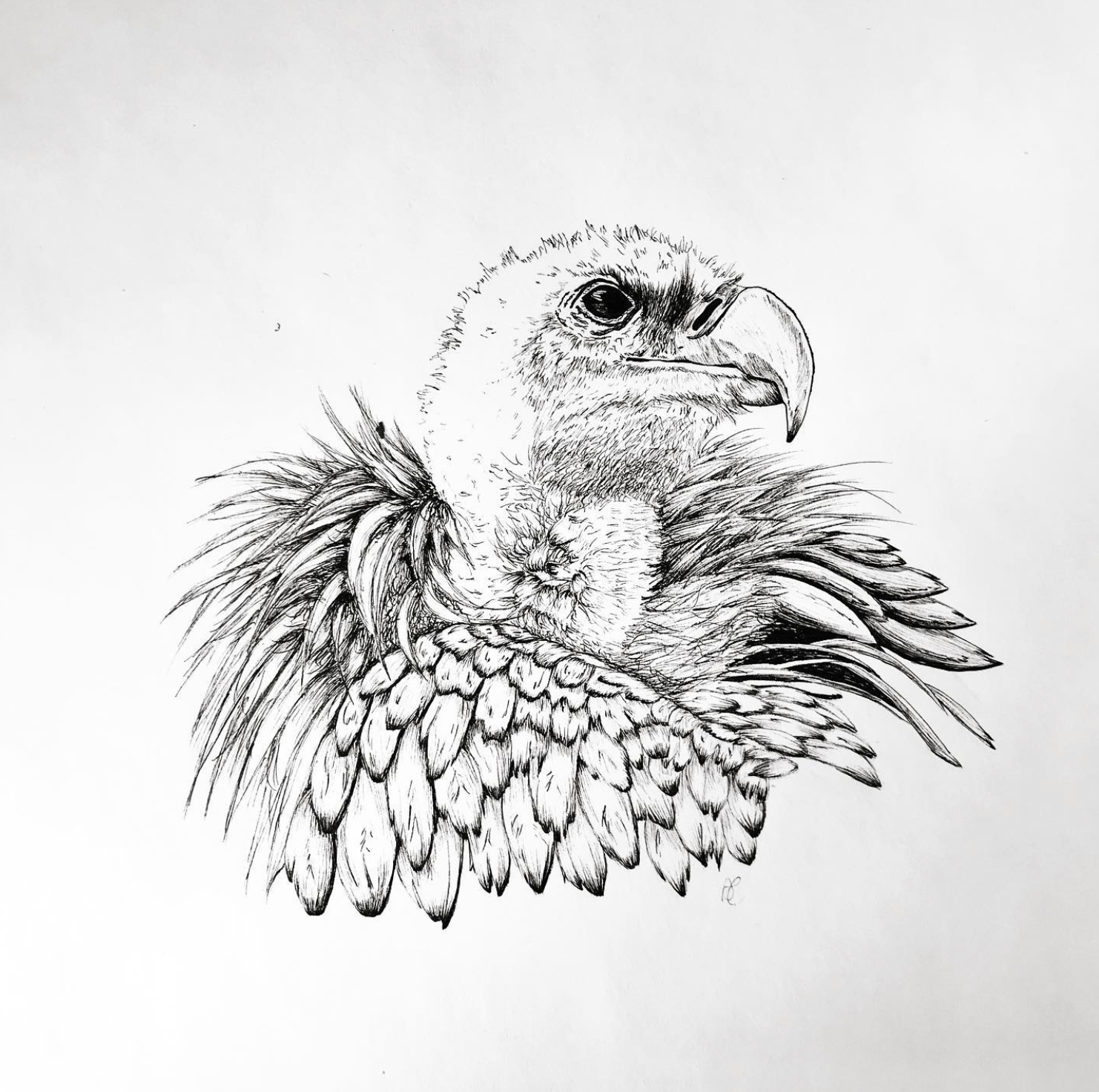 Black and white sketch of an eagle with a baby eagle in its feathers.