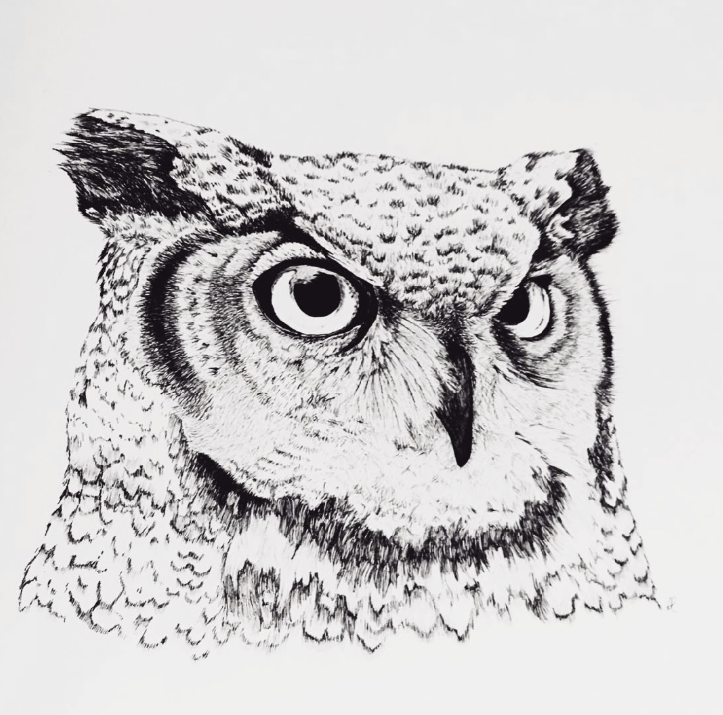 Black and white detailed illustration of an owl's face showing piercing eyes, beak, and textured feathers.