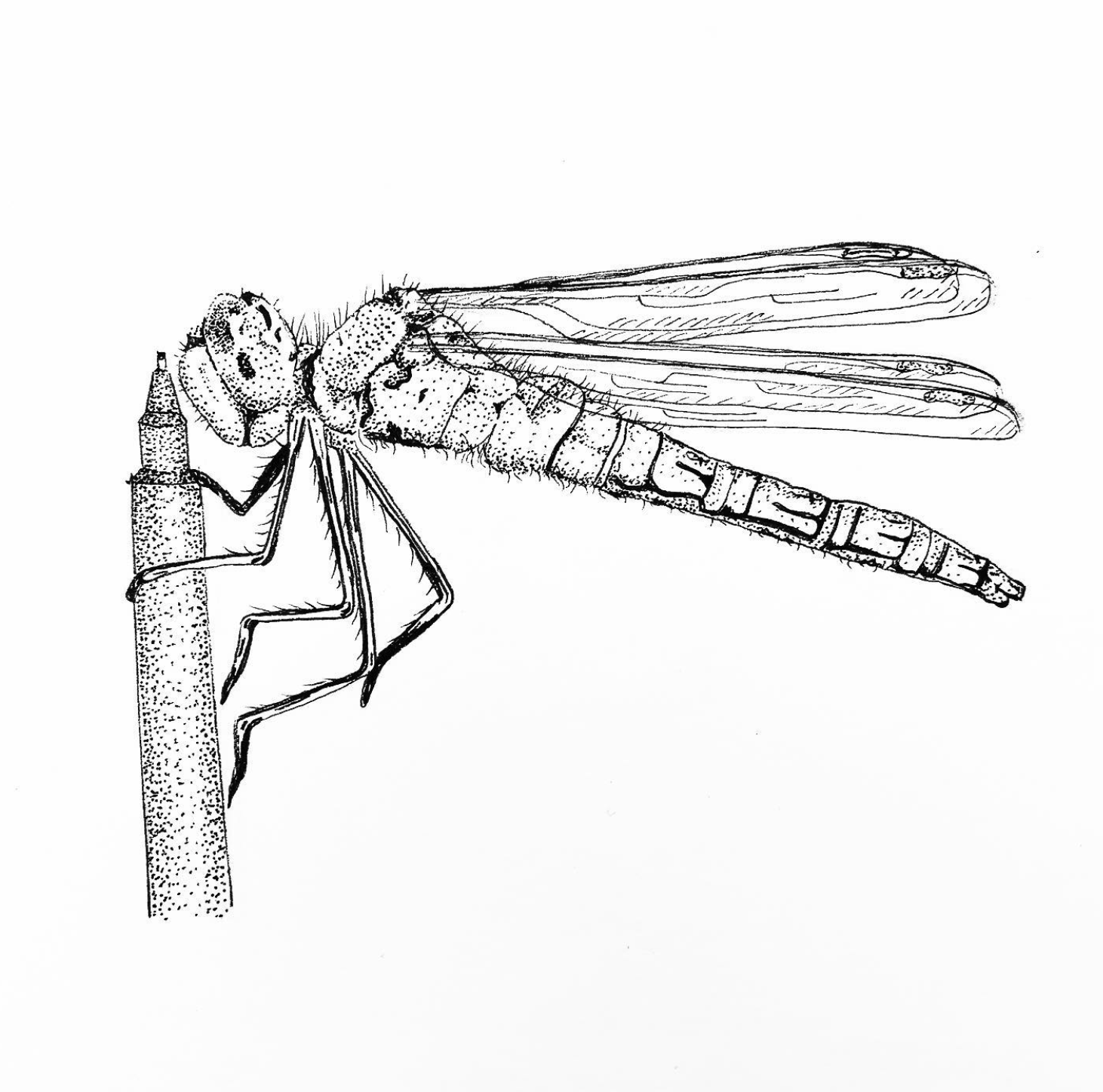 Black and white illustration of a dragonfly perched on a vertical twig.