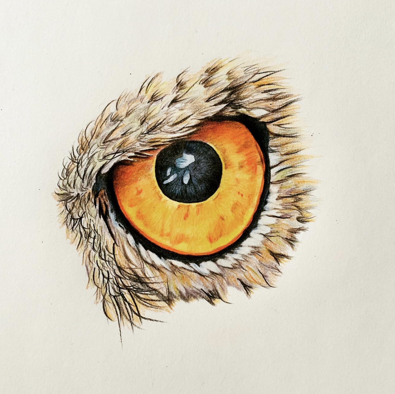 The Eye of the Owl