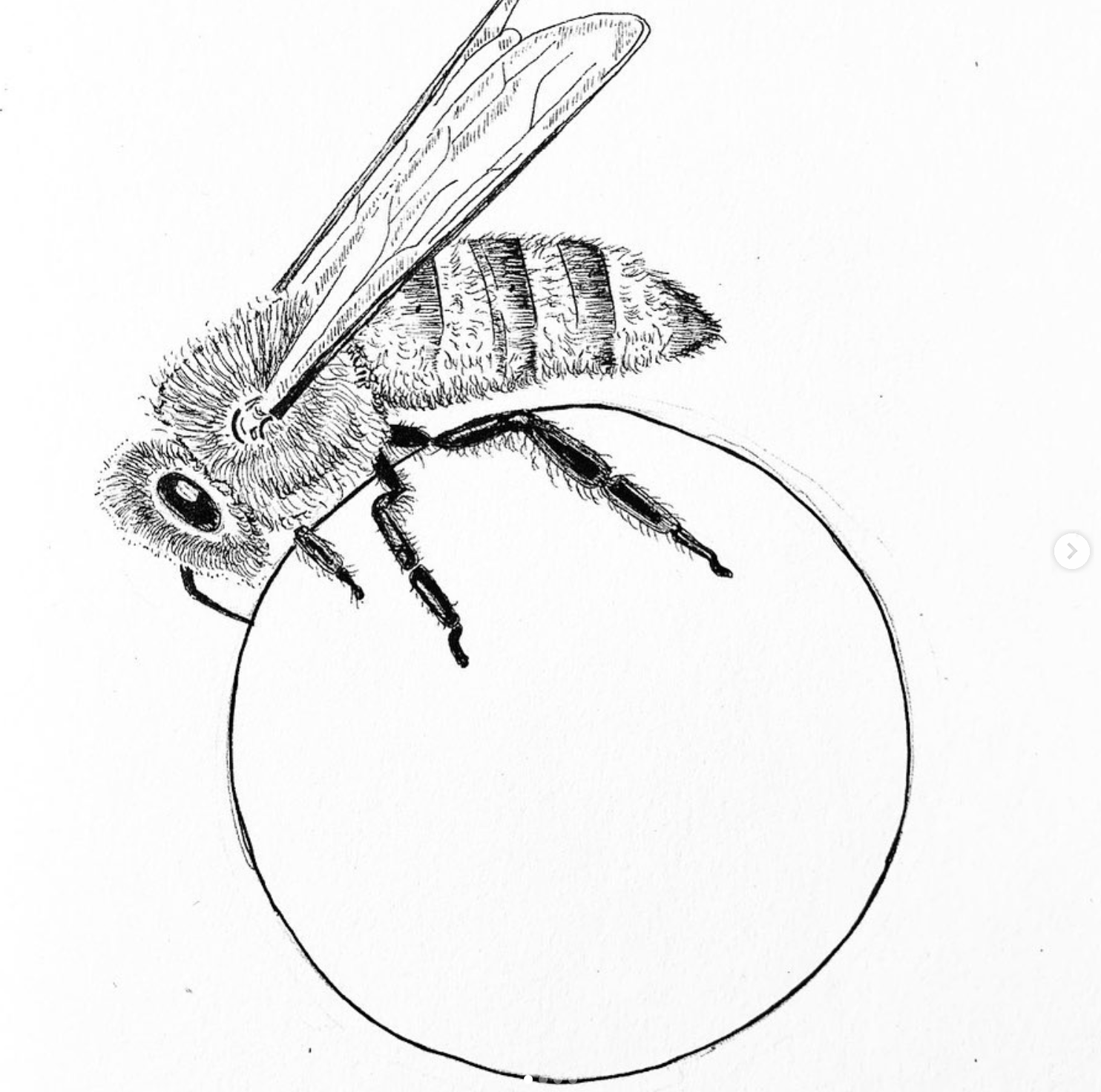 A black and white sketch of a bee sitting on a round object.