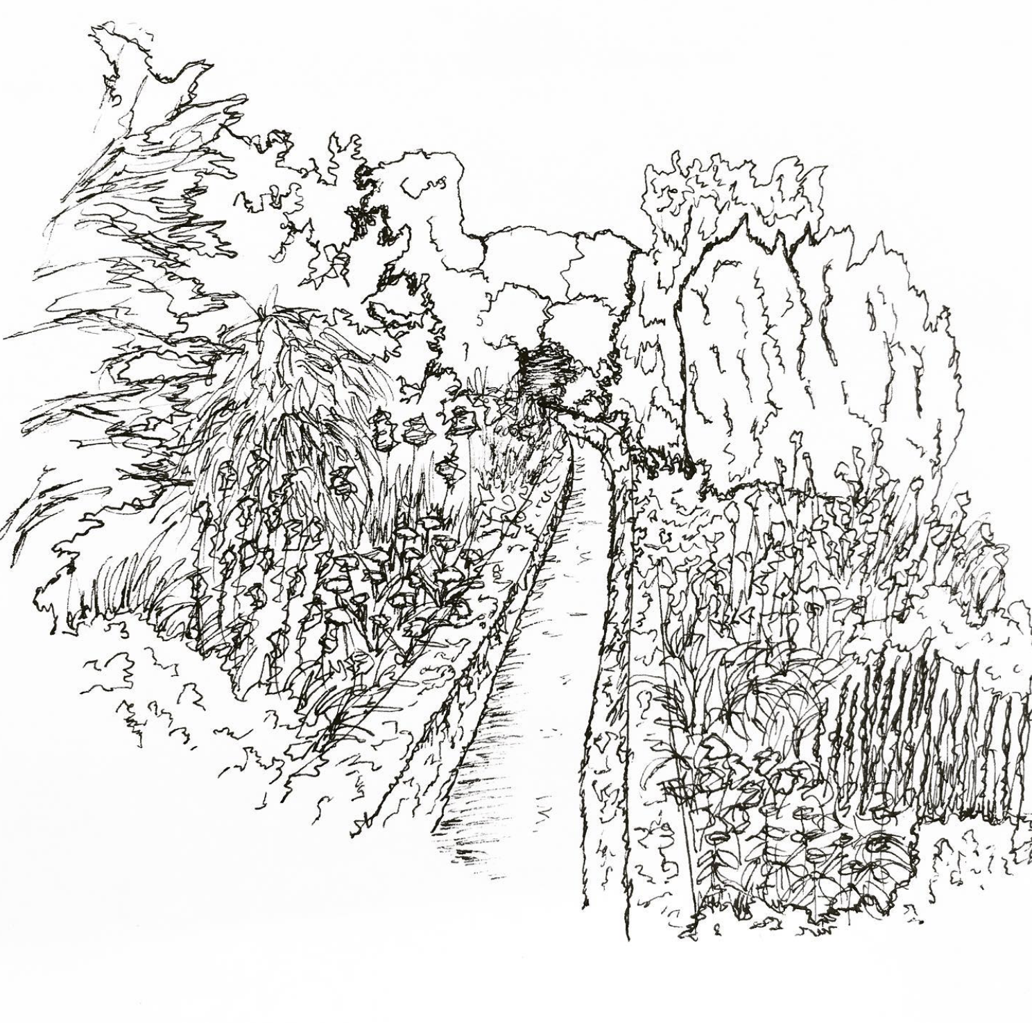 A black and white sketch of a garden pathway bordered by various trees and plants, leading to distant trees in the background.