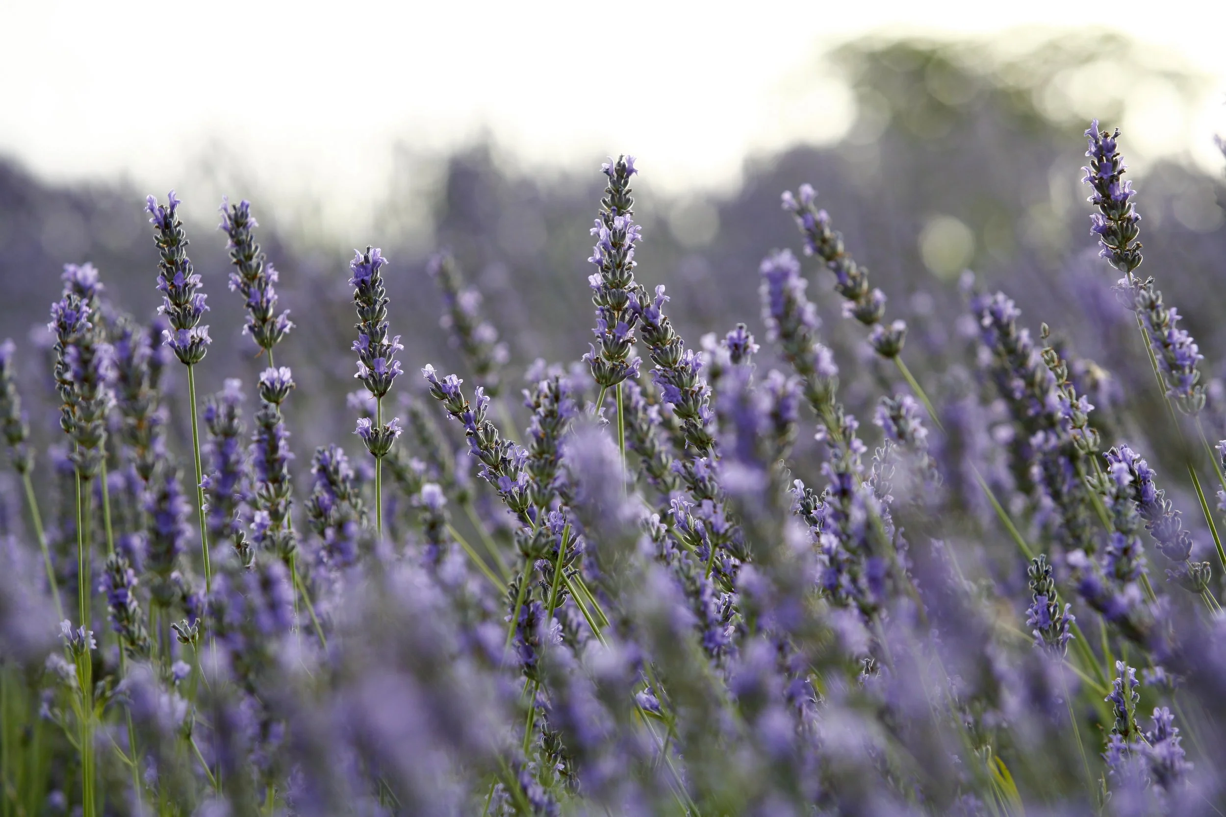 Field of blooming lavender flowers with purple petals and green stems, with a blurred background and soft lighting.