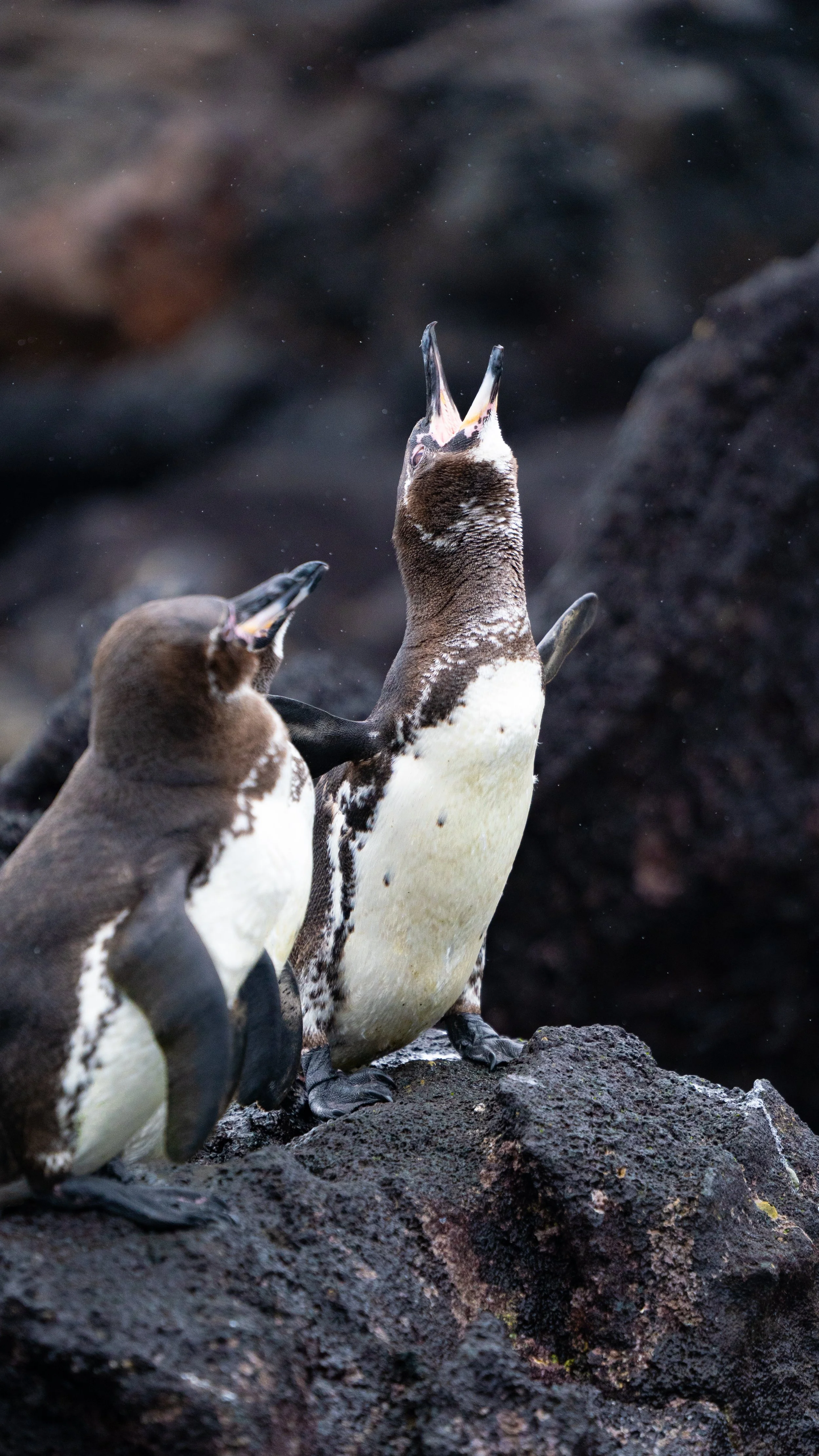 Two penguins standing on rocks near water, one with its beak open pointing upward, the other looking at it.