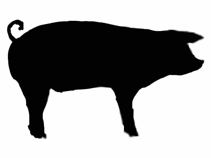 Schwarz silhouettierte Baby-Schwein mit kurzen Beinen und Locken am Schwanz