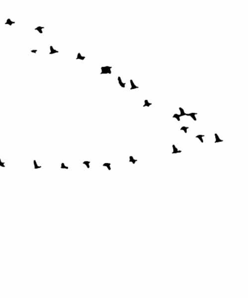 Silhouette eines Schwarms fliegender Vögel am Himmel.