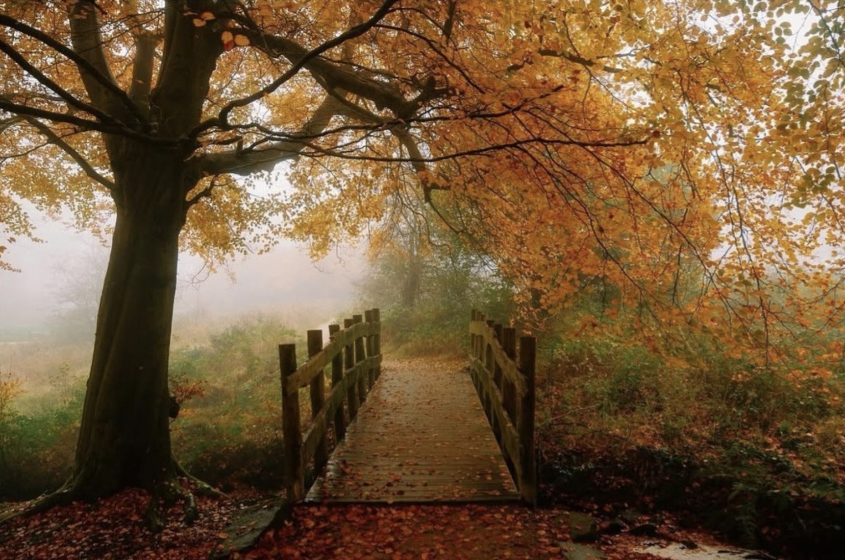 A foggy autumn scene with a wooden bridge over a small stream and a large tree with orange leaves. Botanical perfume natural perfume