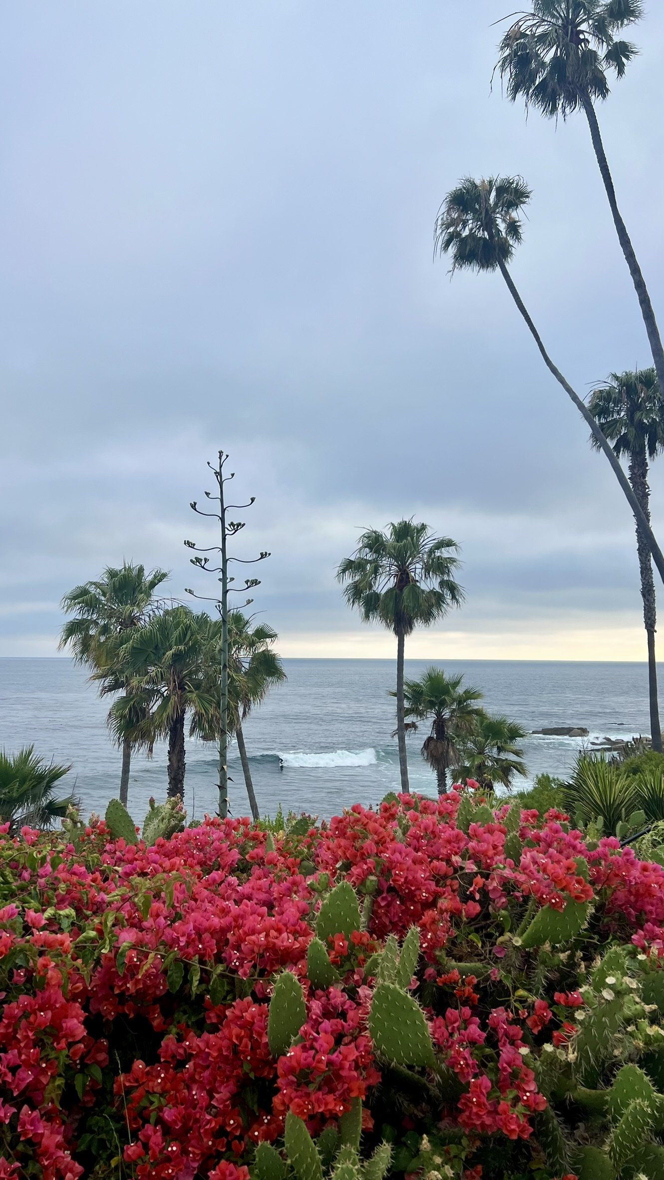 Tropical scene with pink bougainvillea flowers and prickly pear cactus in the foreground, tall palm trees, and the ocean with waves and a cloudy sky in the background.