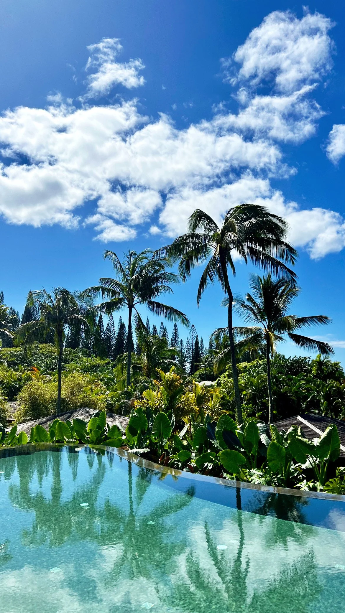 A tropical scene with tall palm trees, lush greenery, and a swimming pool reflecting the sky and trees, under a partly cloudy blue sky.
