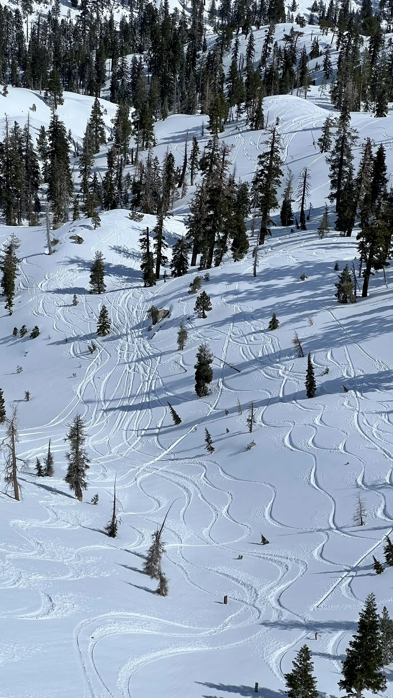 Snowy mountain landscape with numerous ski tracks and pine trees