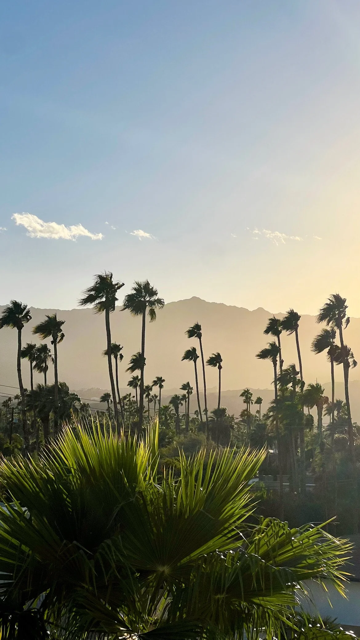 Palm trees and mountains at sunset in a desert landscape.