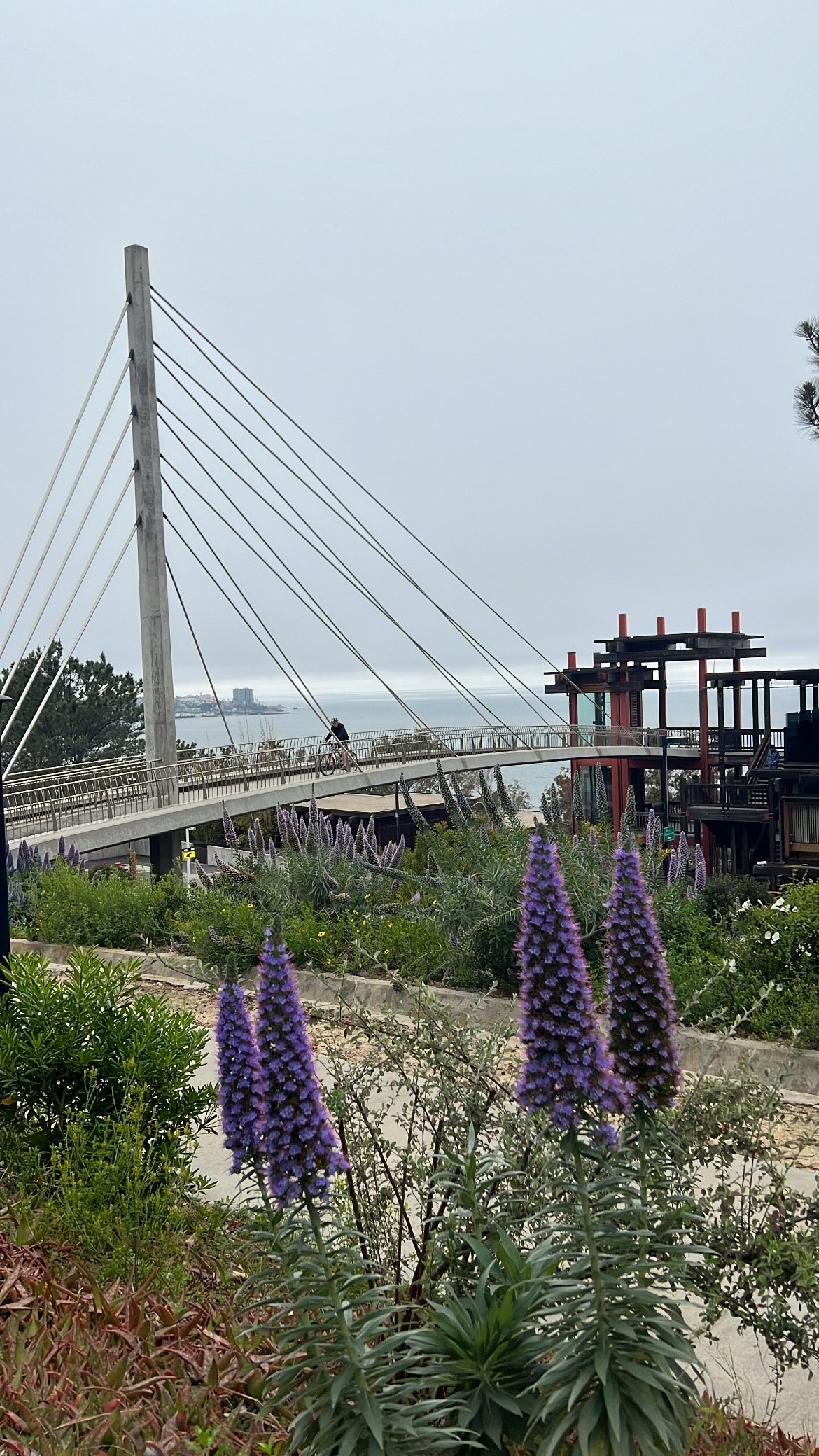 Park with purple flowers in foreground, a curved pedestrian bridge in middle distance, and an ocean view in background, with a person riding a bicycle on the bridge.