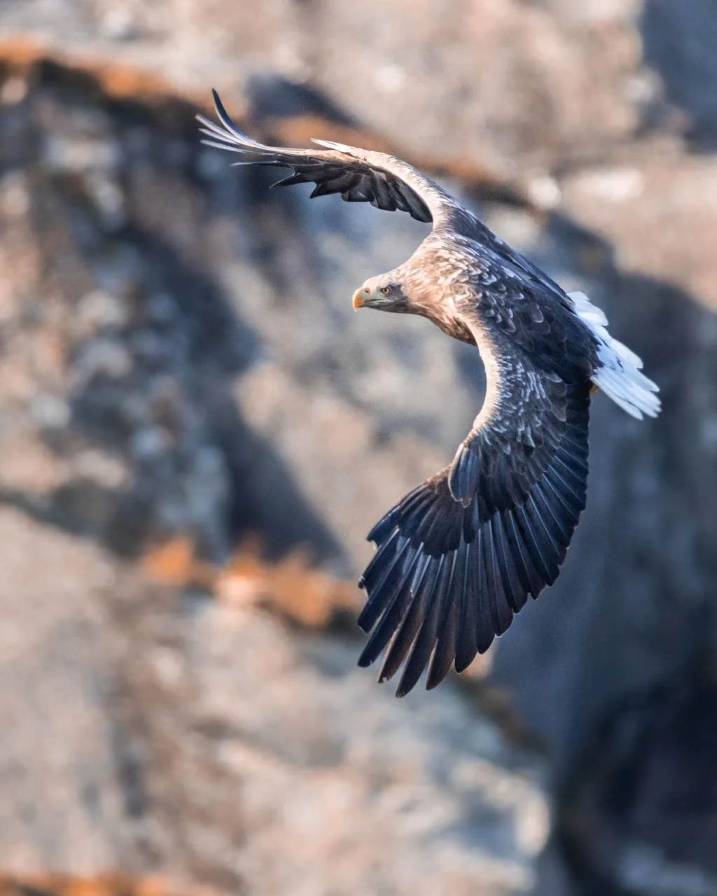Águila marina de cola blanca volando en Lofoten