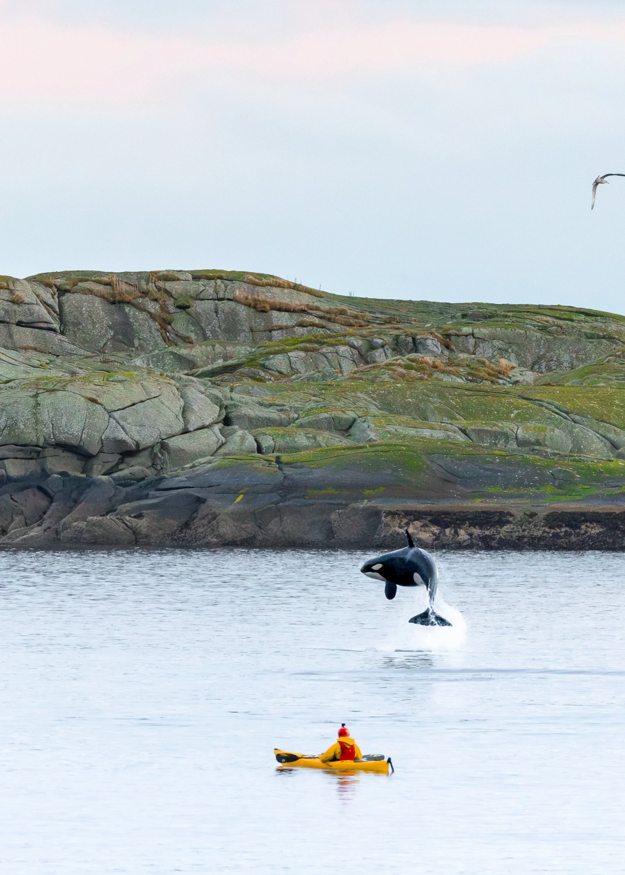 Orca saltando junto a un kayak en Lofoten