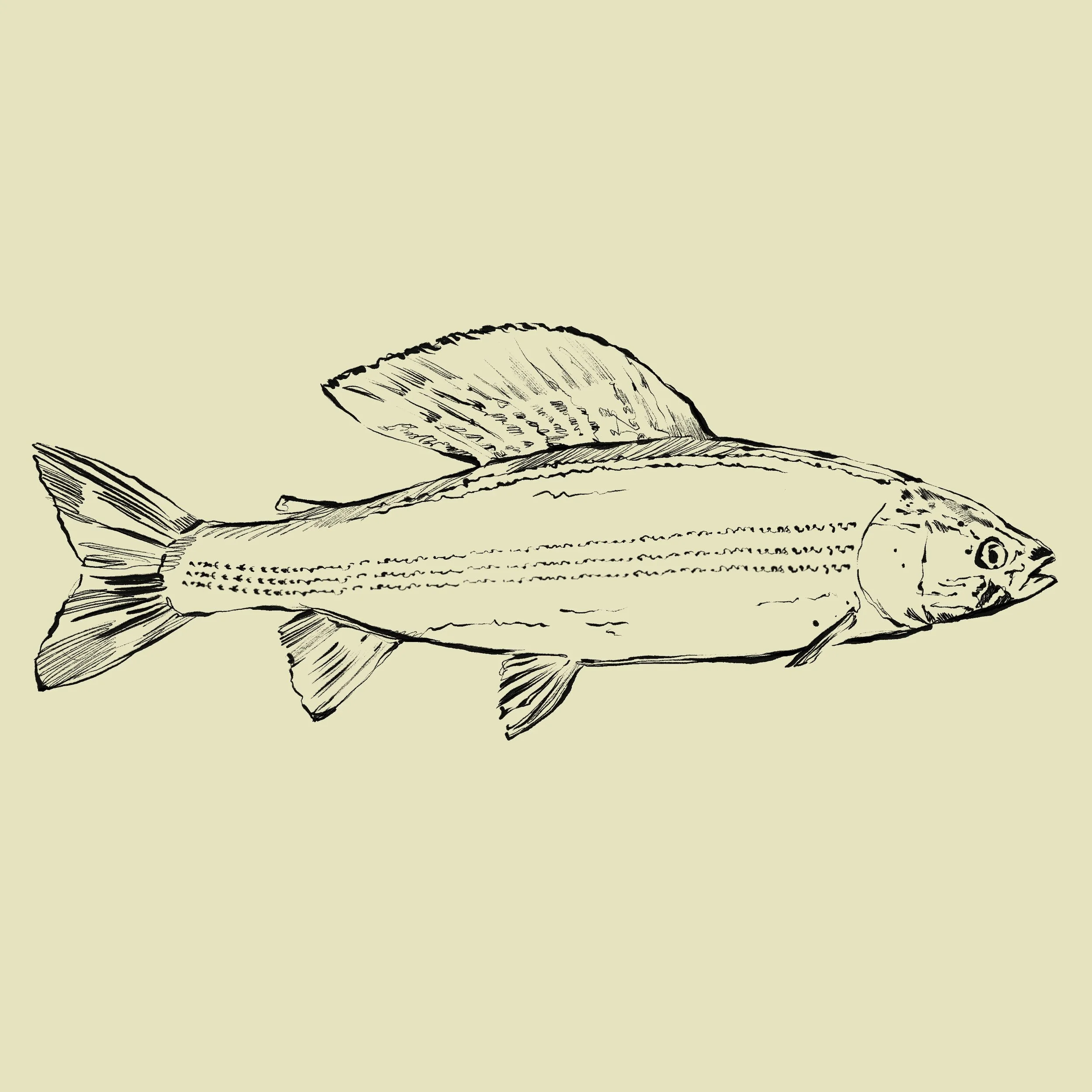 Hand-drawn black and white illustration of a fish on a light background.