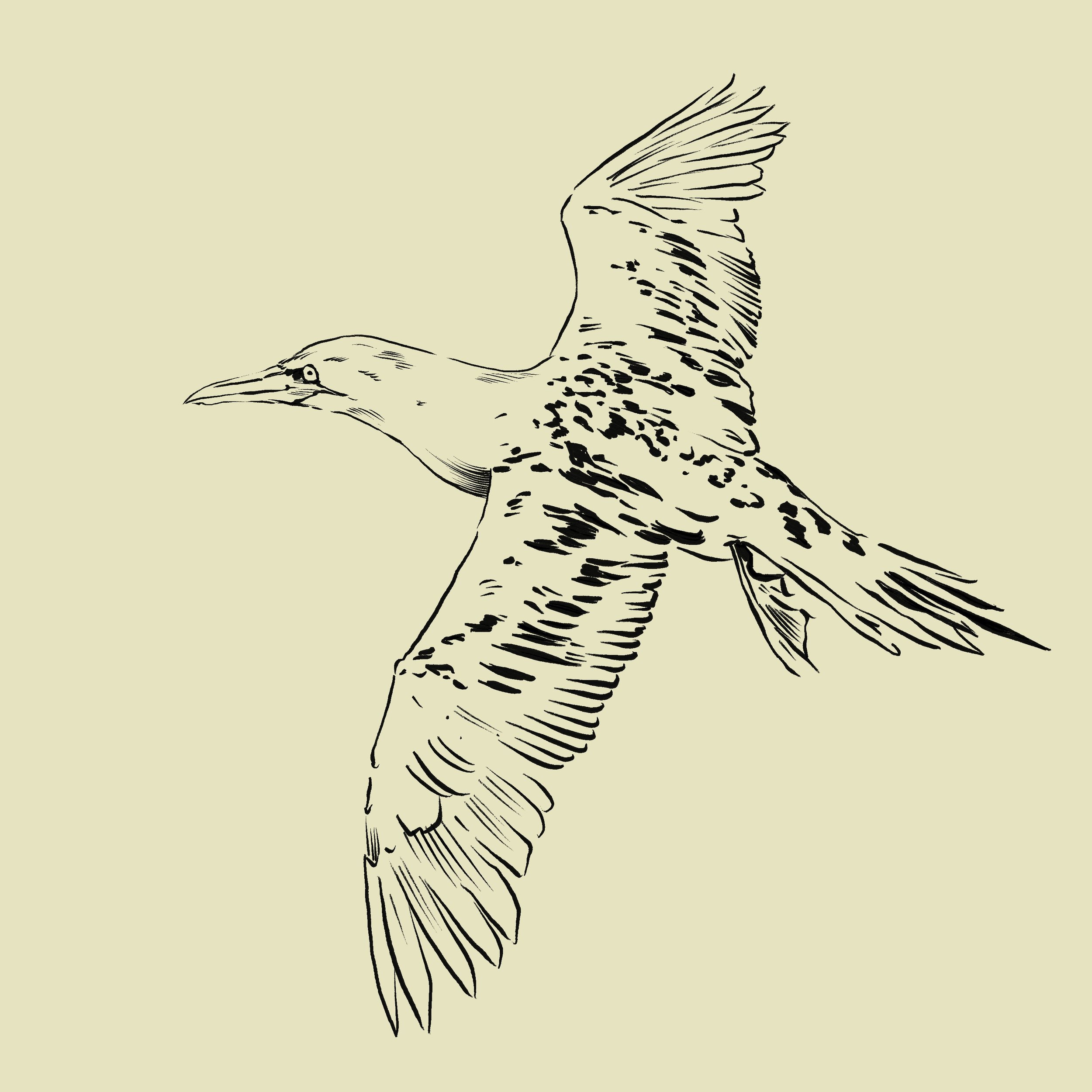 Black and white illustration of a bird in flight with wings spread against a light background.