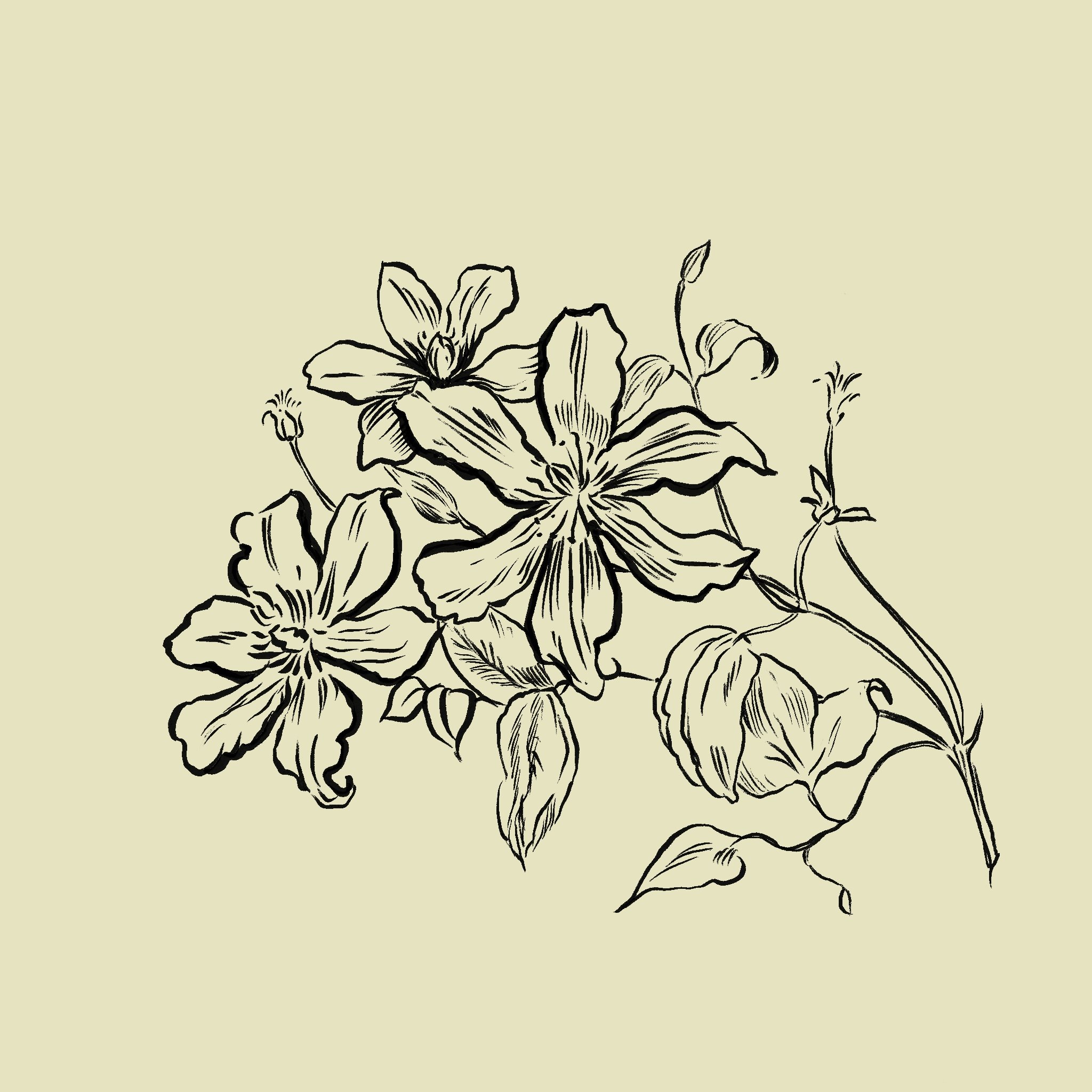 A line drawing of a cluster of flowers with large petals and leaves, on a light background.