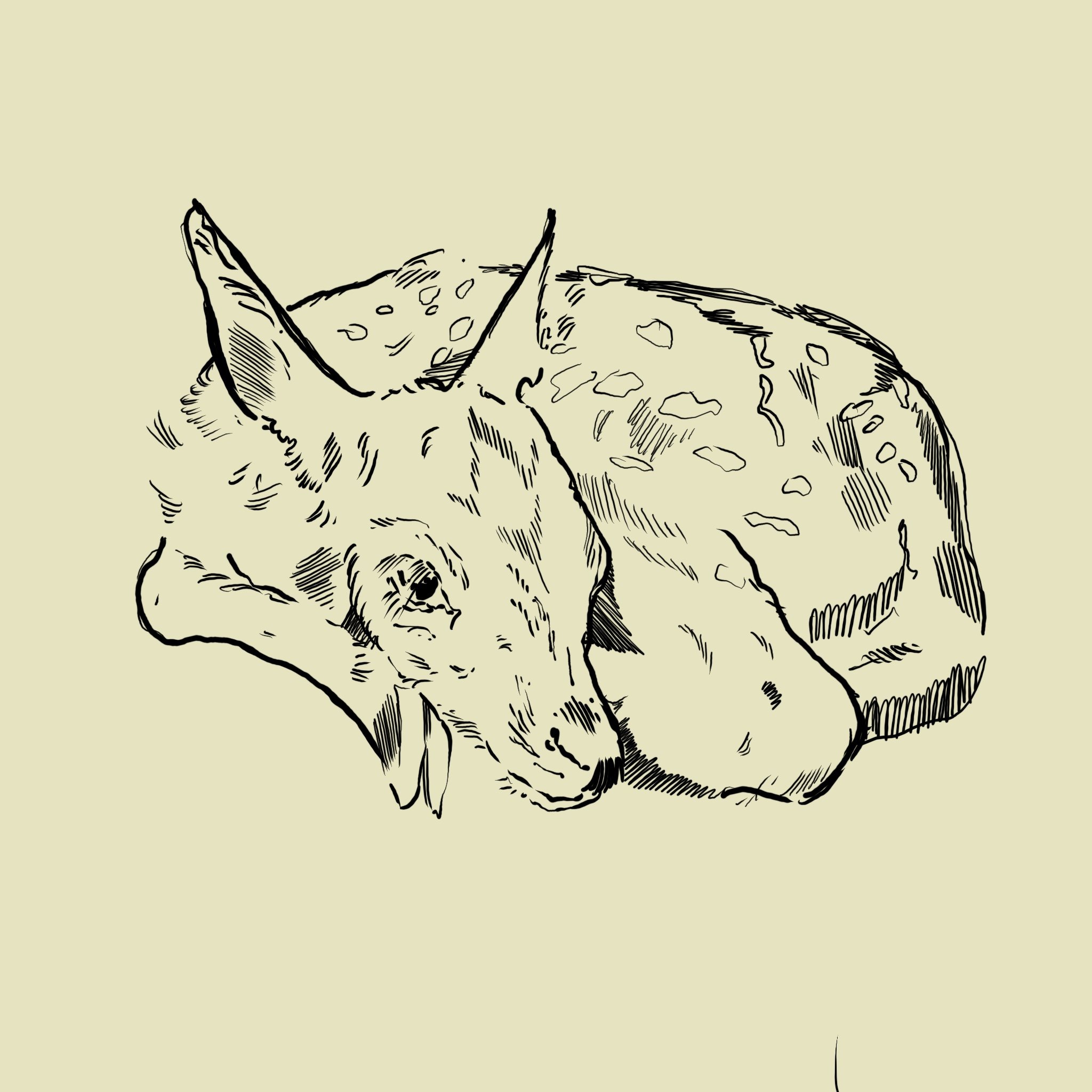 A line drawing of a fawn, lying and facing left, with its head turned down.