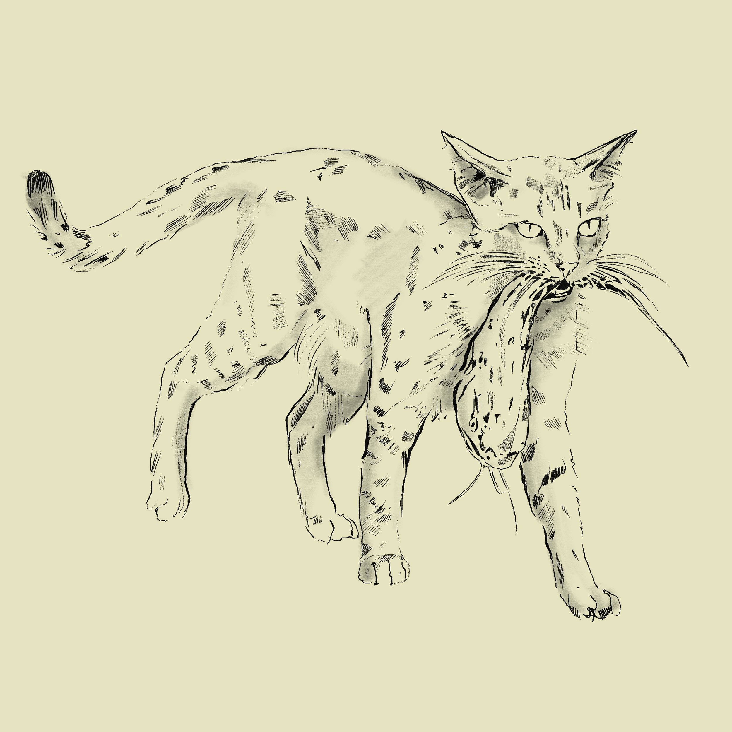 Sketch of a cat carrying a large fish in its mouth, set against a plain background.