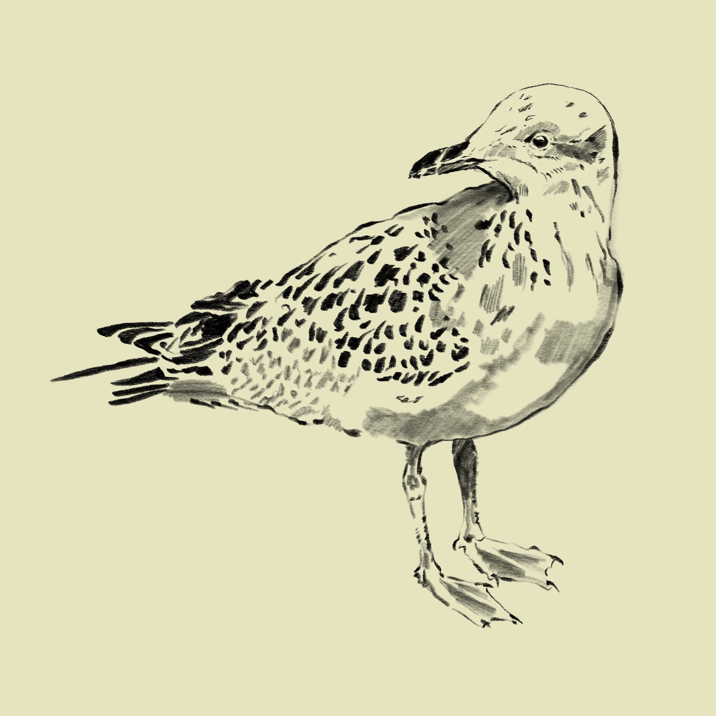Black and white sketch of a bird standing on one leg against a light background.
