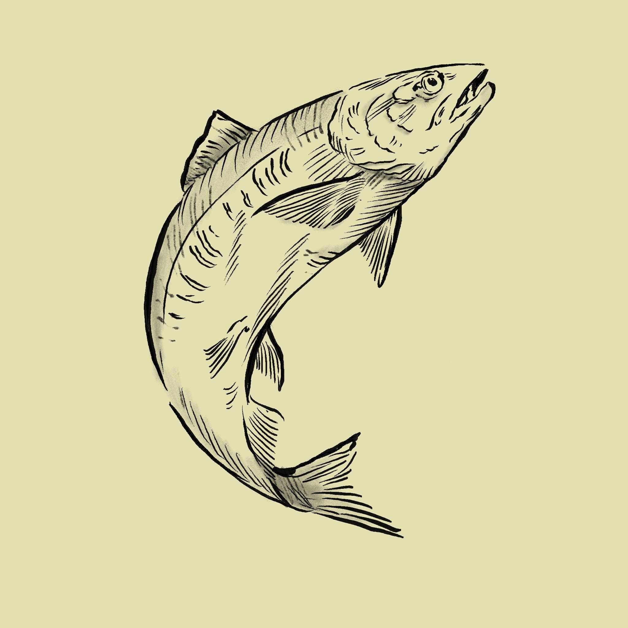Sketch of a fish with detailed fins and scales on a plain background.