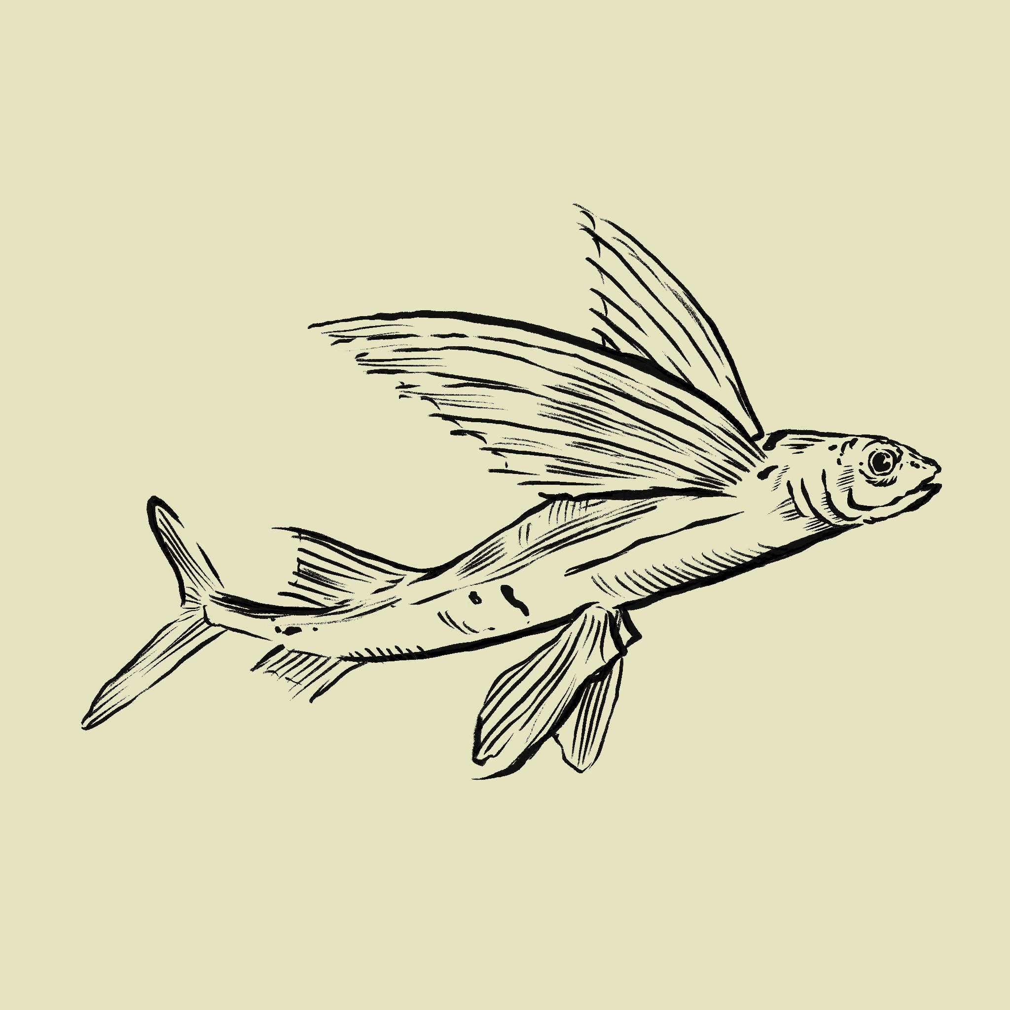 A black-and-white illustration of a fish with elongated fins on a pale green background.