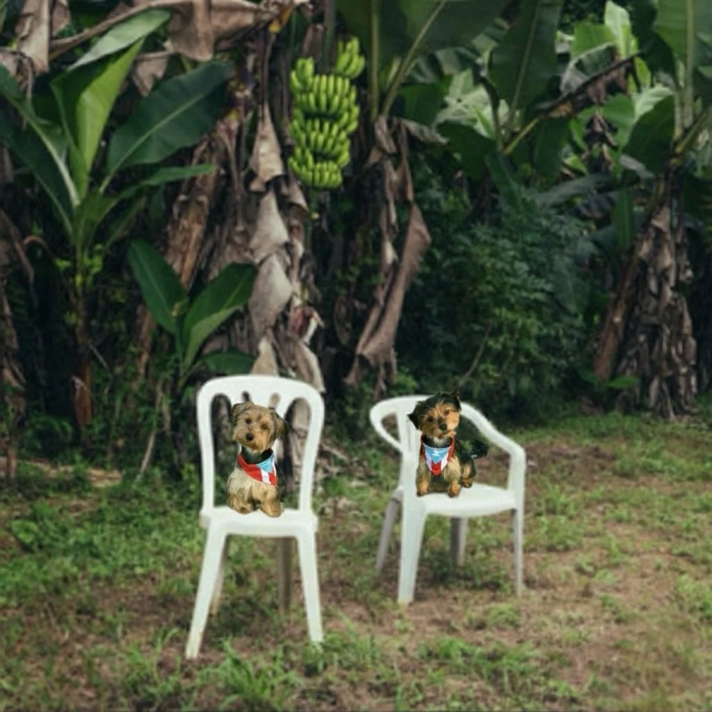 Just a couple of our Satos (PR slang for street mutt) waiting for our very first book to drop! 

From one Bunny to another, we&rsquo;re inspired by Bad Bunny: bold, creative, and unapologetically Boricua.

He&rsquo;s dropping the albums, and Bunny Ta