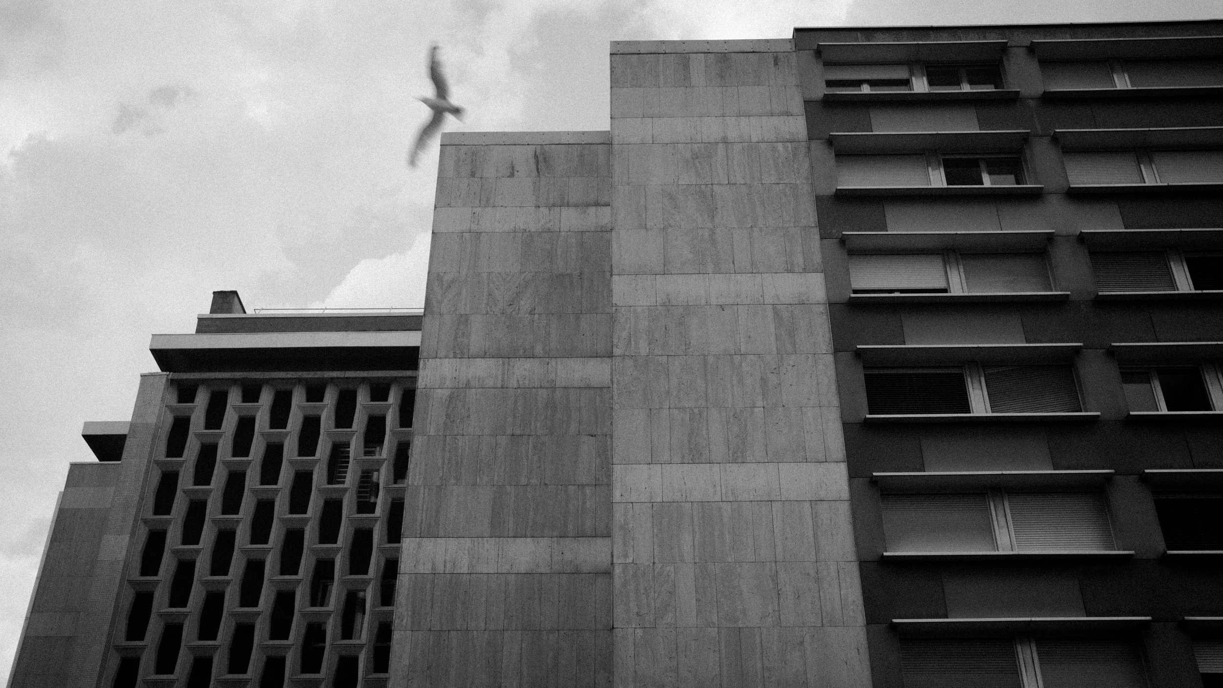 Black and white photo of modern apartment buildings with a bird flying in the sky.
