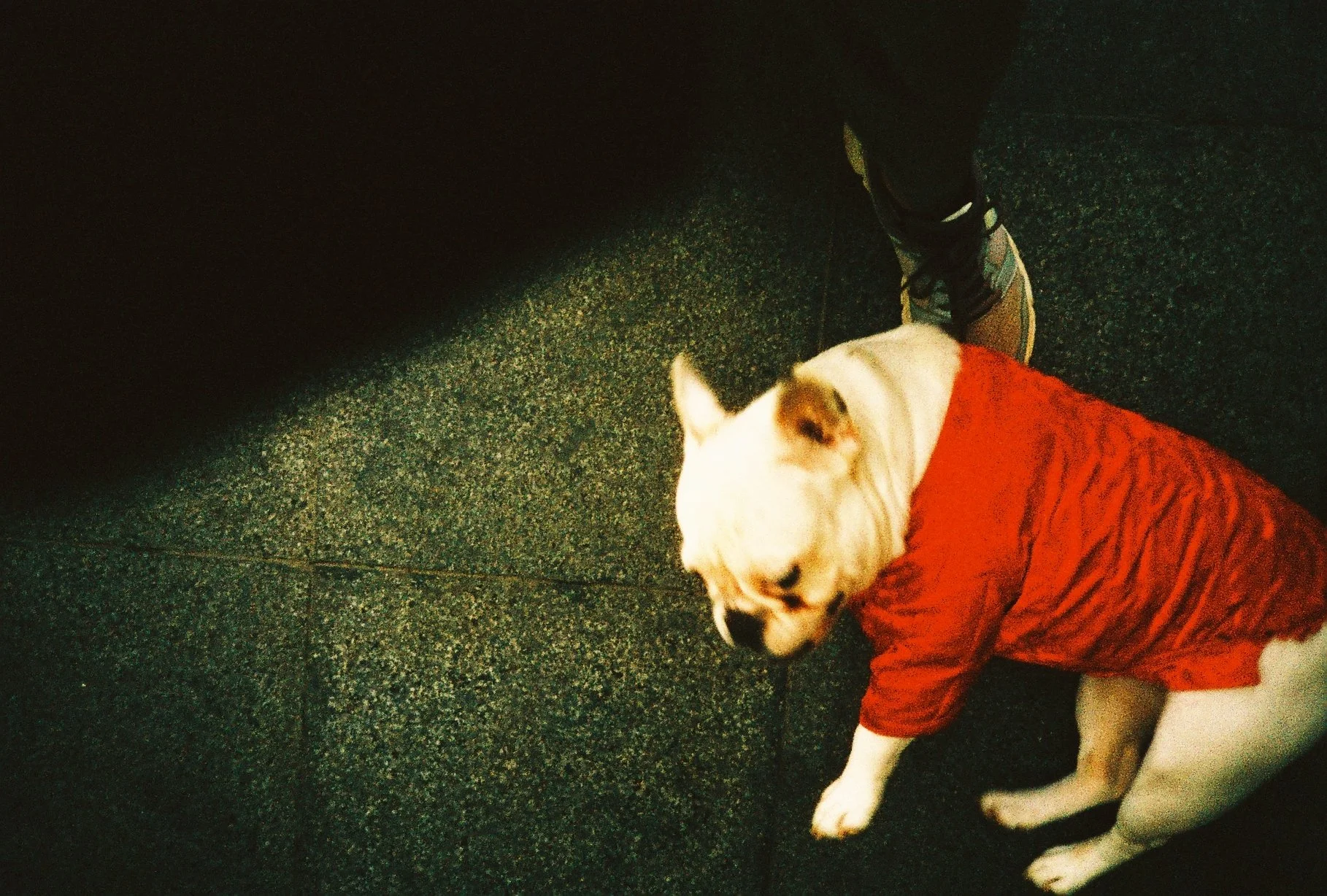 Un chien blanc avec des taches brunes portant un manteau rouge, assis sur un sol noir, vu de face et de côté, avec une personne dont le pied en basket est visible au-dessus du chien.