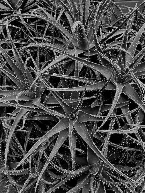 Infinite Aloe by Joseph John