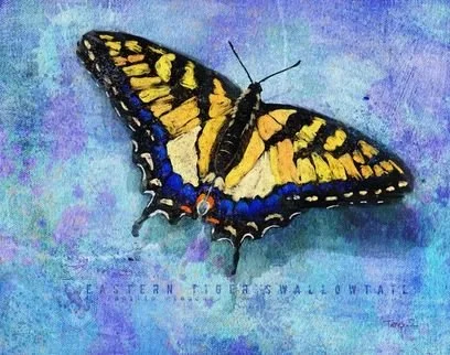 Digital Painting on the iPad with Tracy Zakraysek: three 1-hour private lessons