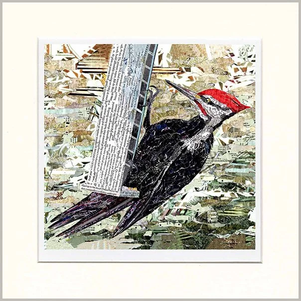 Pileated Woodpecker at Feeder by Rachel Kabelitz