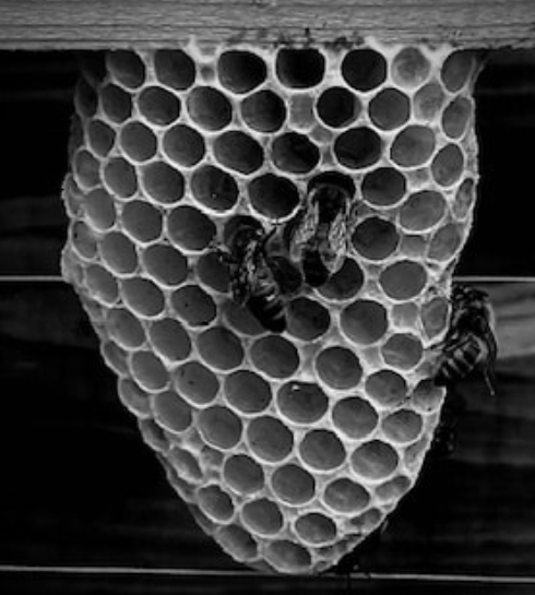 Working Girls by Joseph John