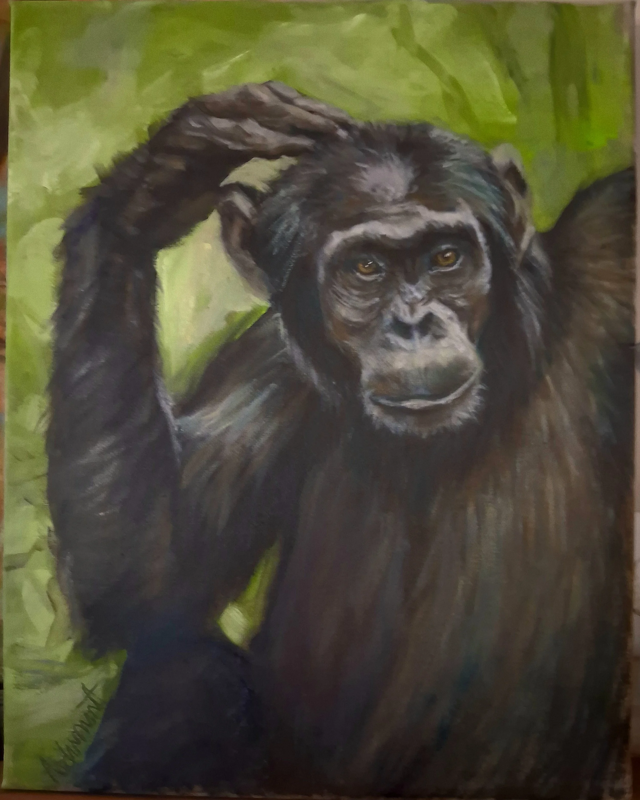 Chimpanzee by Ann Dumont