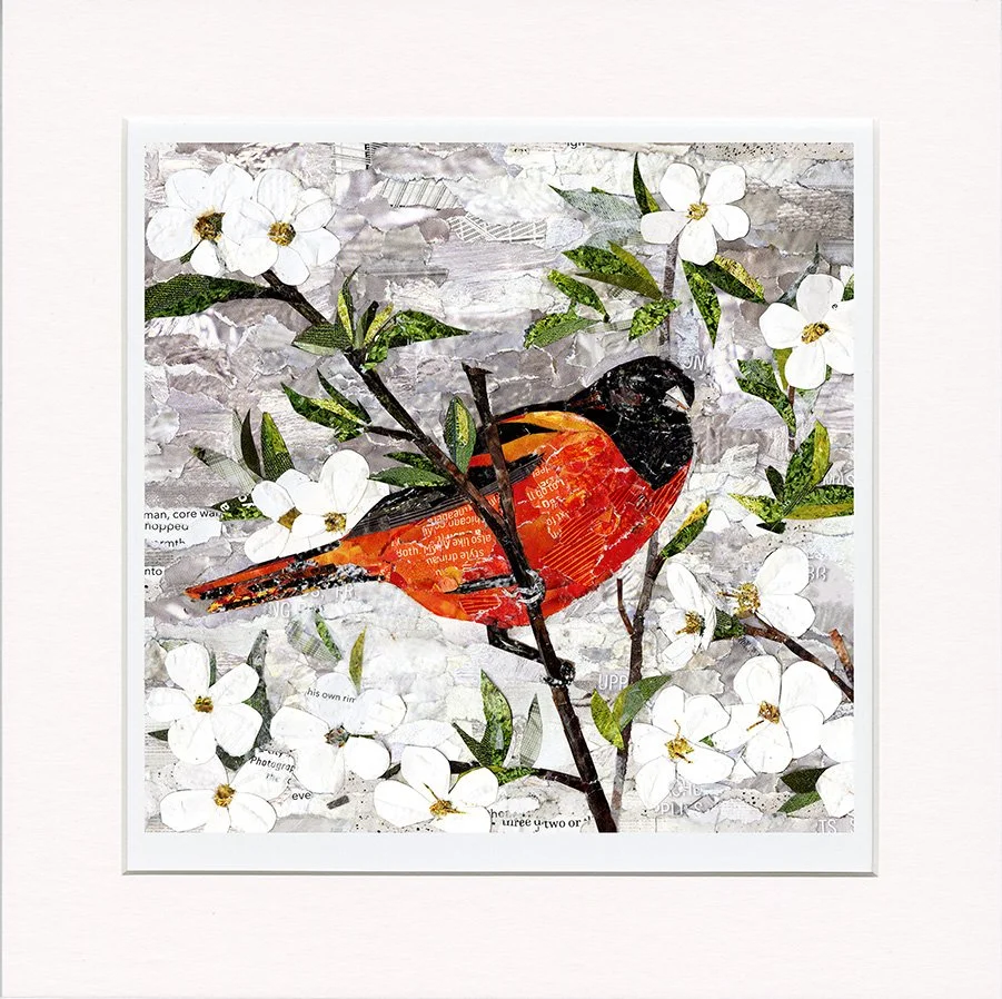 Baltimore Oriole by Rachel Kabelitz