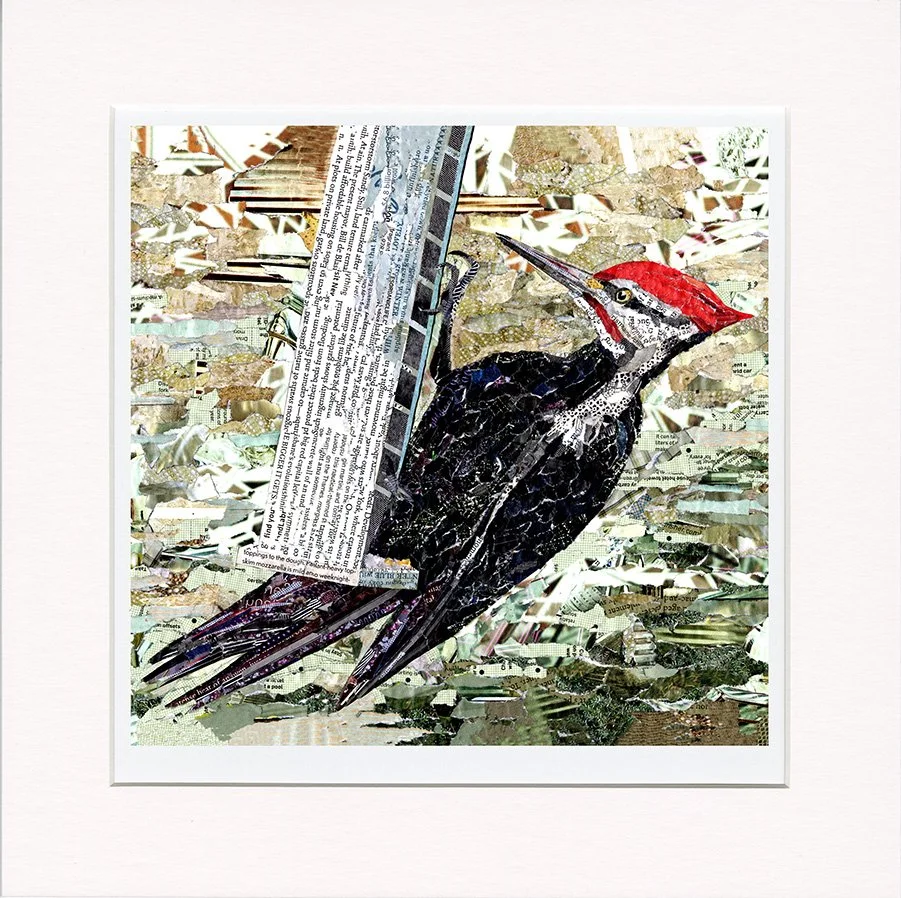 Pileated Woodpecker at Feeder.jpg