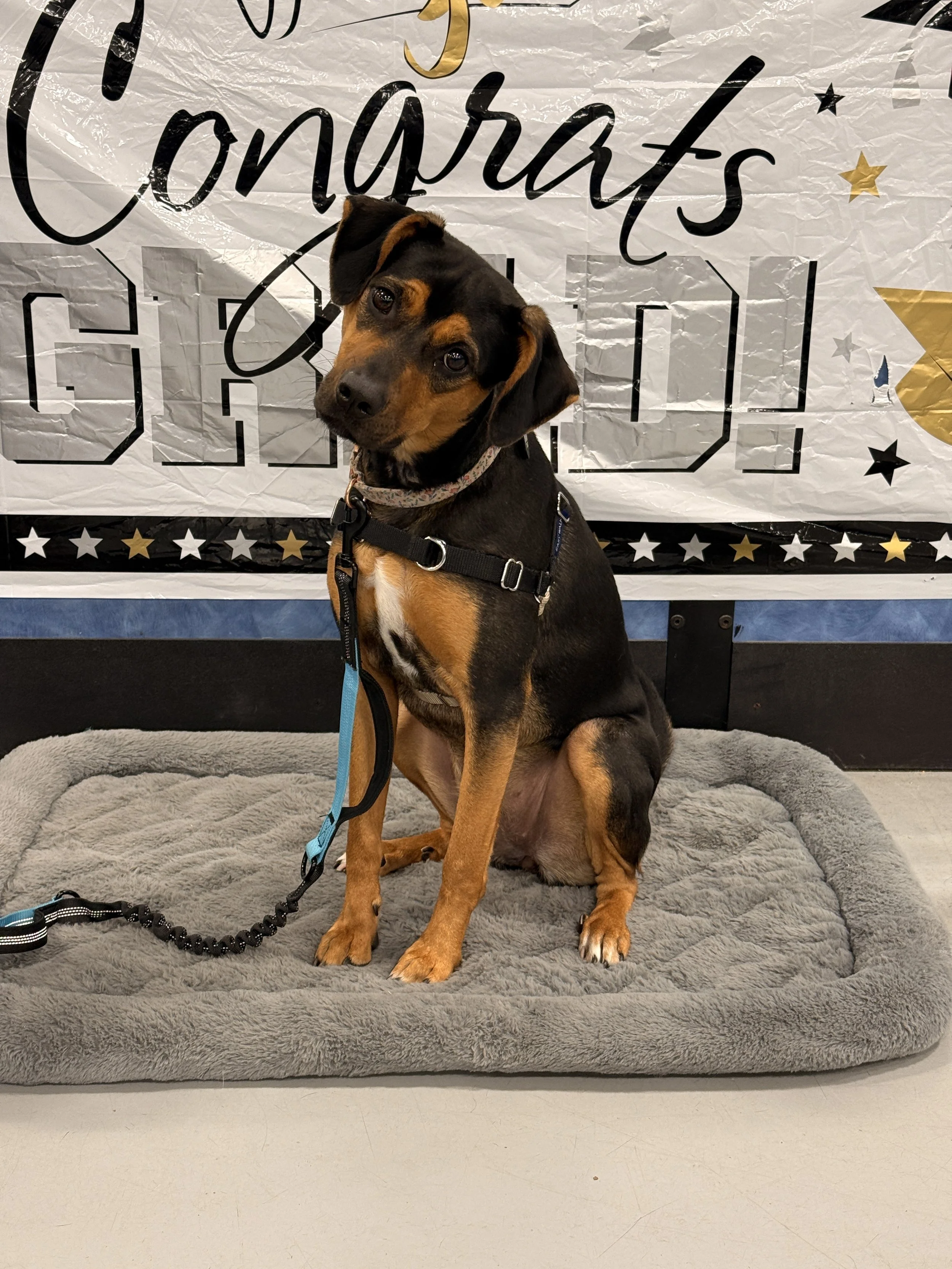 Cute black and tan dog sitting on gray mat in front of a white, gold, and black congratulatory banner.