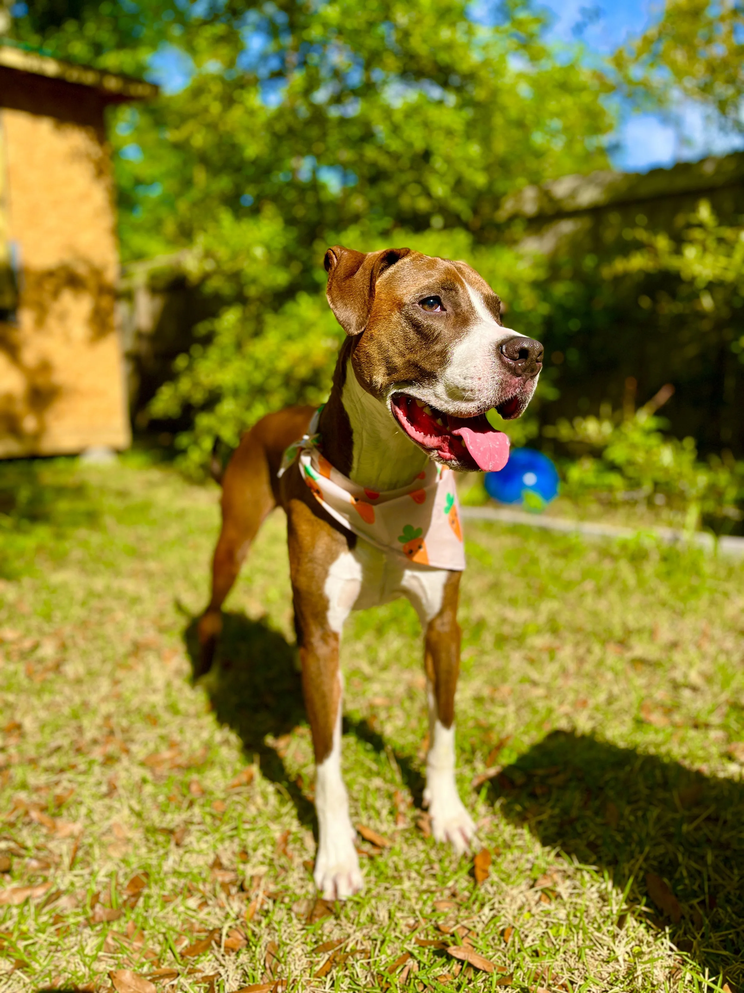A happy brown and white dog standing on grass in a yard with trees, blue sky, and a blue ball in the background.
