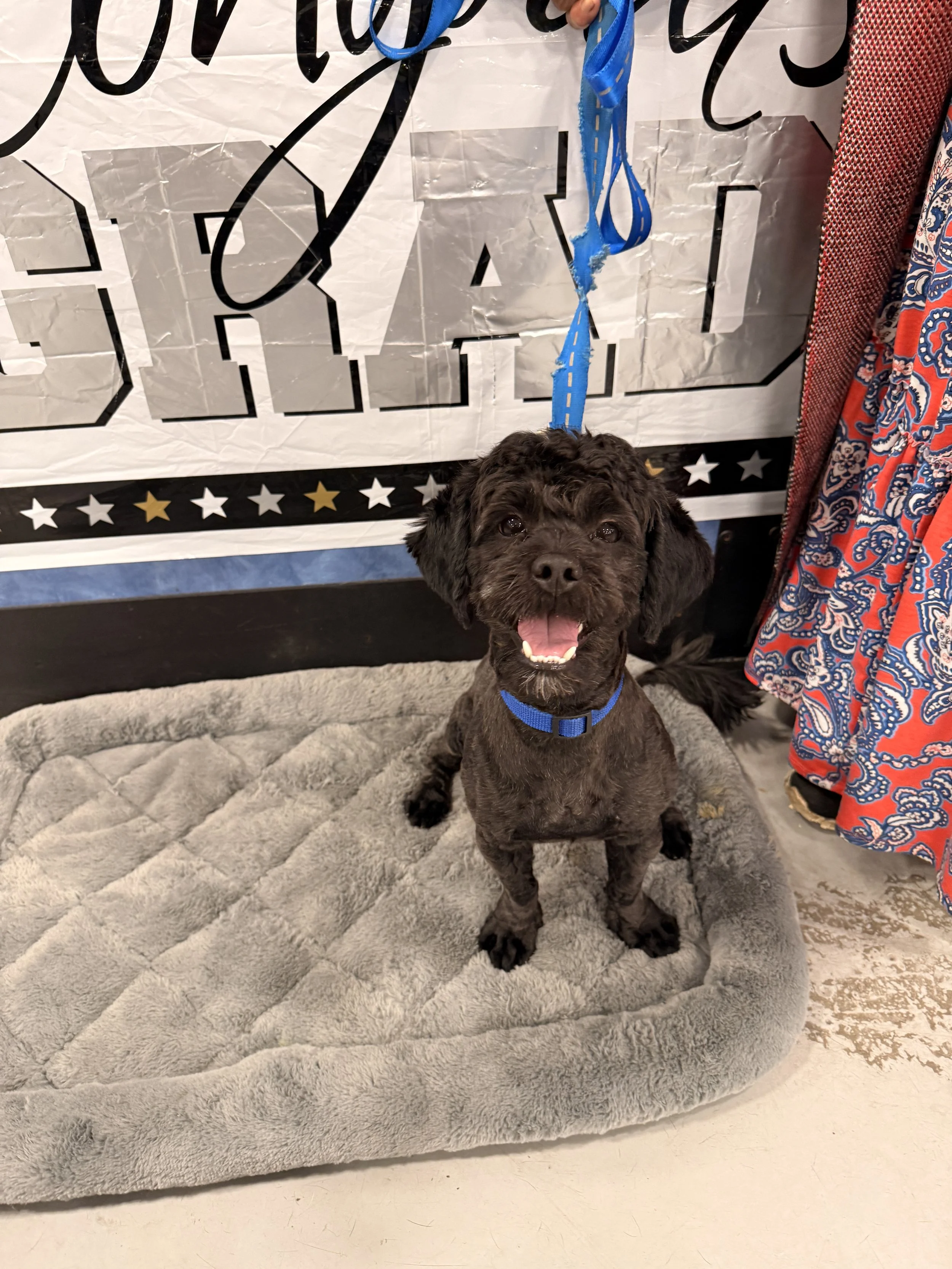 A small black puppy with a blue collar sitting on a gray pet bed, smiling with its mouth open, in front of a patriotic backdrop at an event.