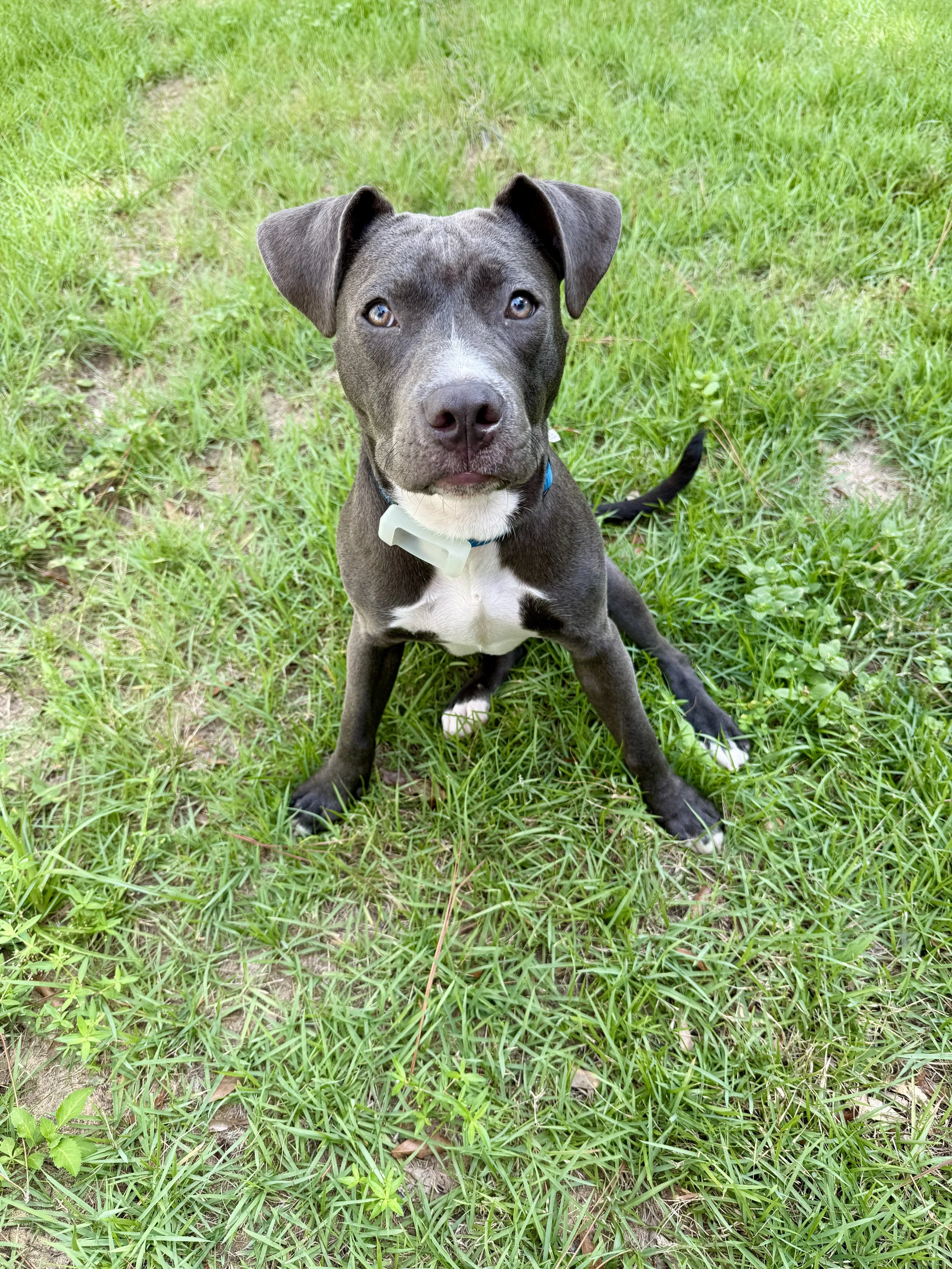 A young black and white dog with blue eyes sitting on green grass, looking directly at the camera.