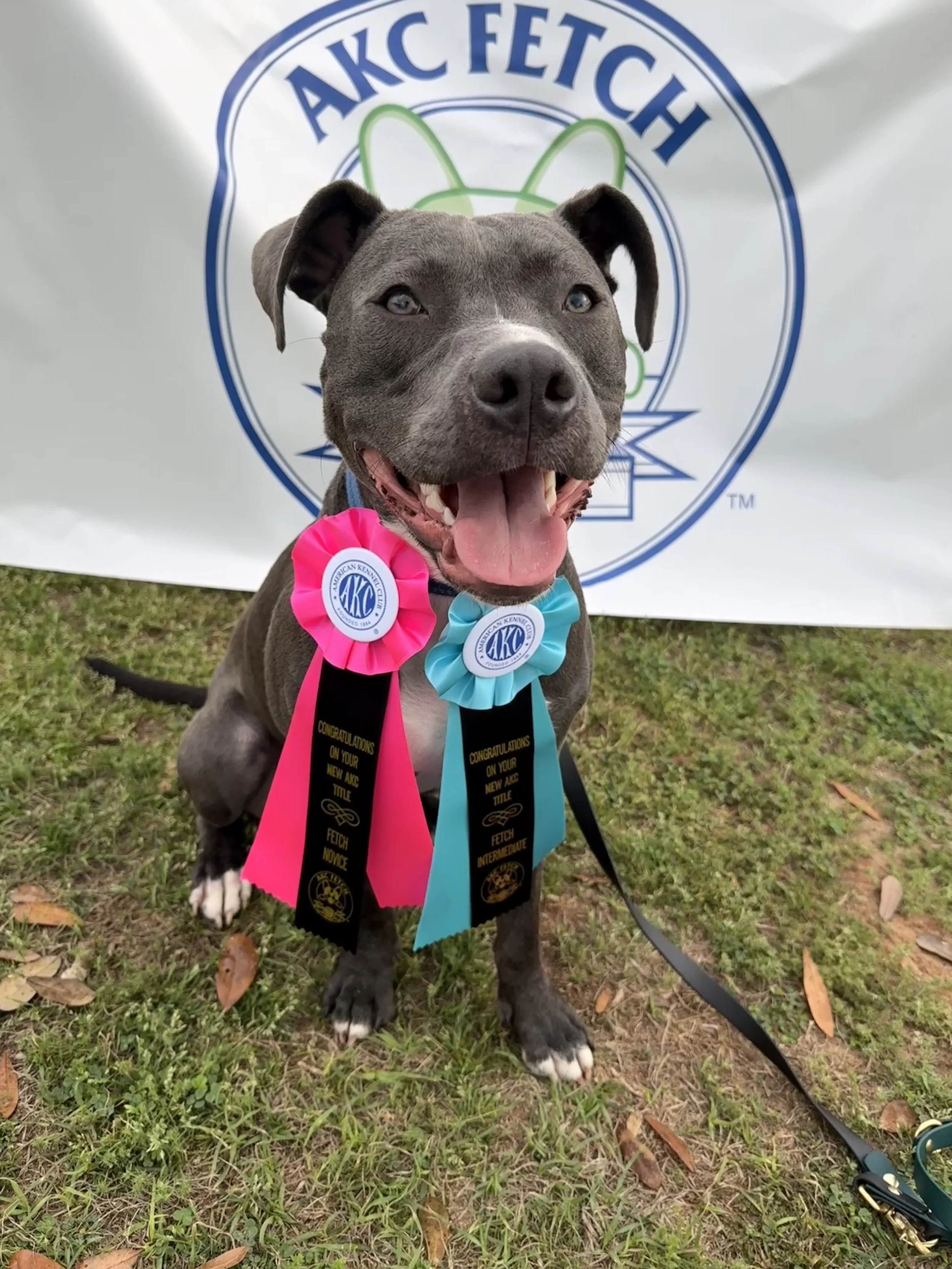 A happy gray and white dog with blue eyes, wearing blue and pink ribbons with medals, sitting on grass in front of a banner that says AKC Fetch, with a green and white logo.