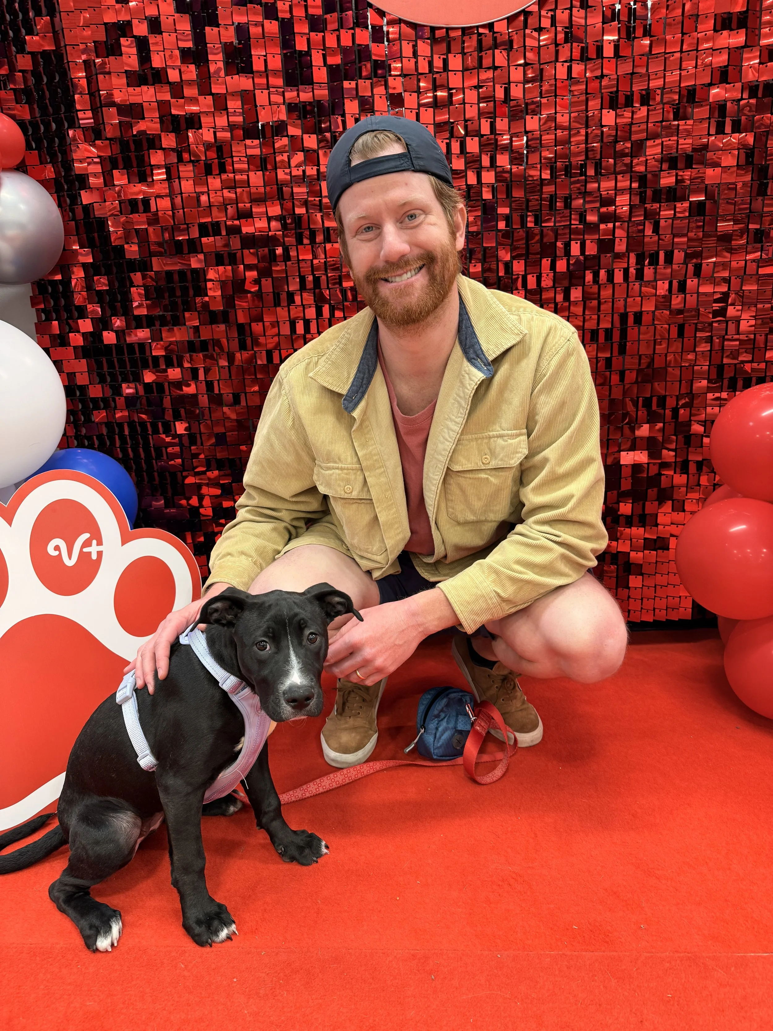 A man with a beard, light brown hair, wearing a backwards navy baseball cap, a yellow jacket over a red shirt, and shorts, squatting on a red carpet next to a black puppy with a white patch on its chest, in front of a red and black sequin backdrop and red balloons.