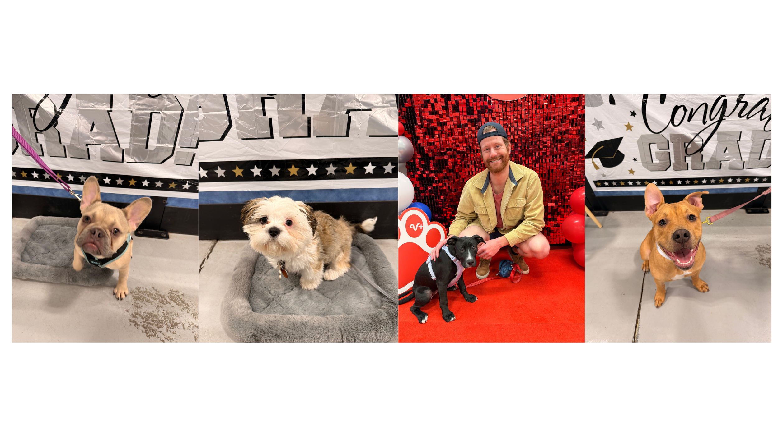 Four dogs and a man at a celebration with a "Graduation" banner. The first dog is a tan French Bulldog with a pink leash. The second dog is a small, fluffy white and brown dog sitting on a gray bed. The third dog, a black puppy, is sitting next to a man in a yellow jacket and red shirt, in front of a red, sparkly backdrop with balloons. The fourth dog, a tan and white dog with a pink leash, is sitting and looking at the camera.