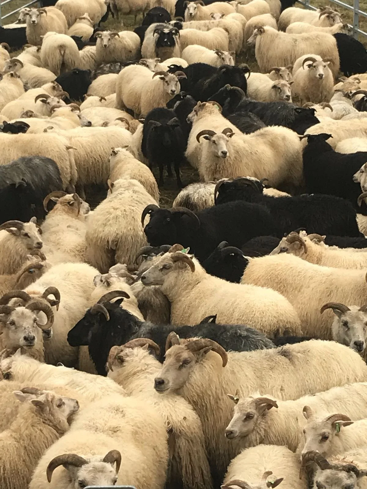 A large herd of sheep and goats, some with horns, in an enclosed area.