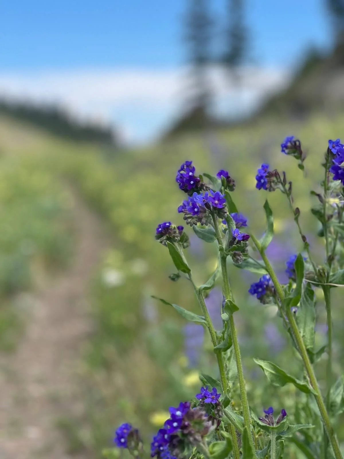 Vacation rental close to hiking trails in Kelowna