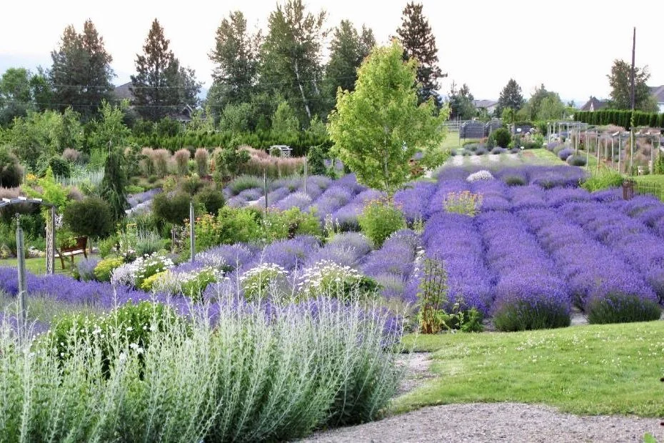 Okanagan Lavender and Herb farm