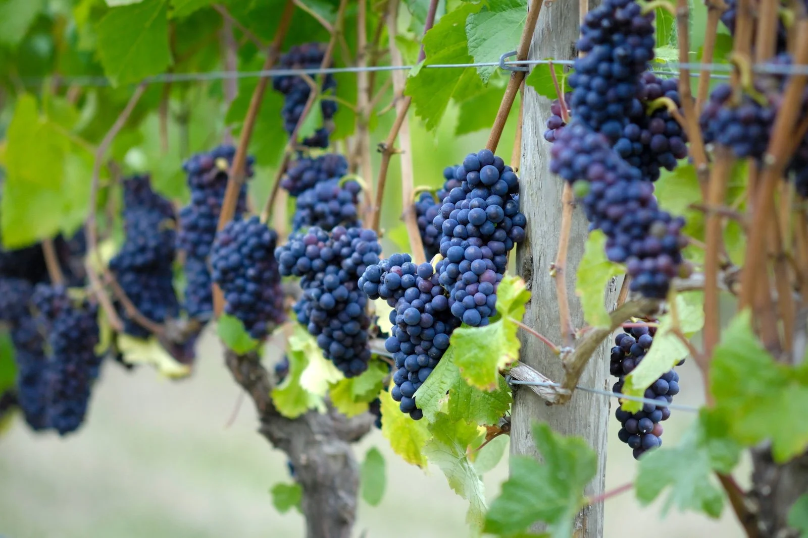 Holiday Home close to East Kelowna wineries