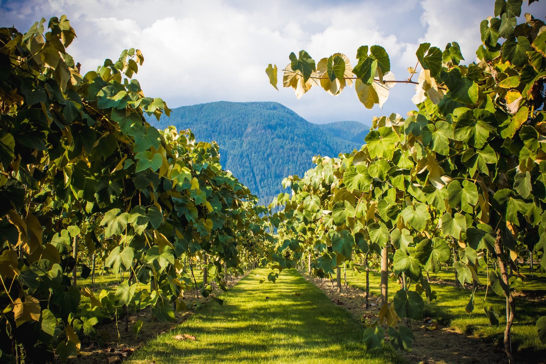 Vacation rental near wineries in East Kelowna